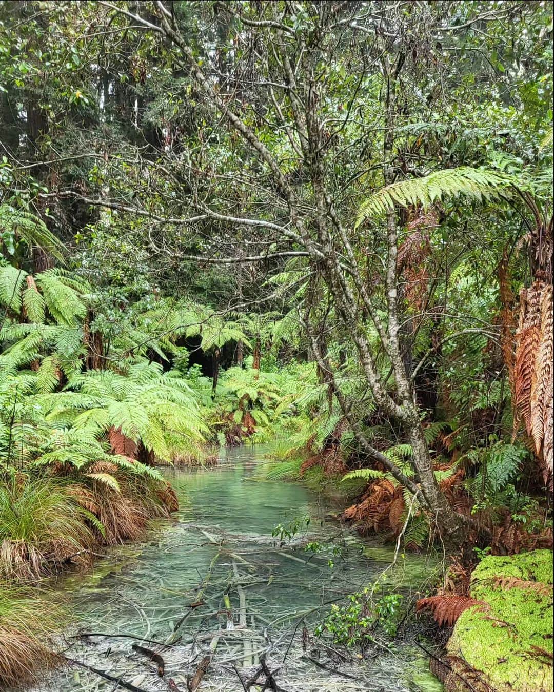 のインスタグラム：「## #redwoodforest  #newzealand 3days」