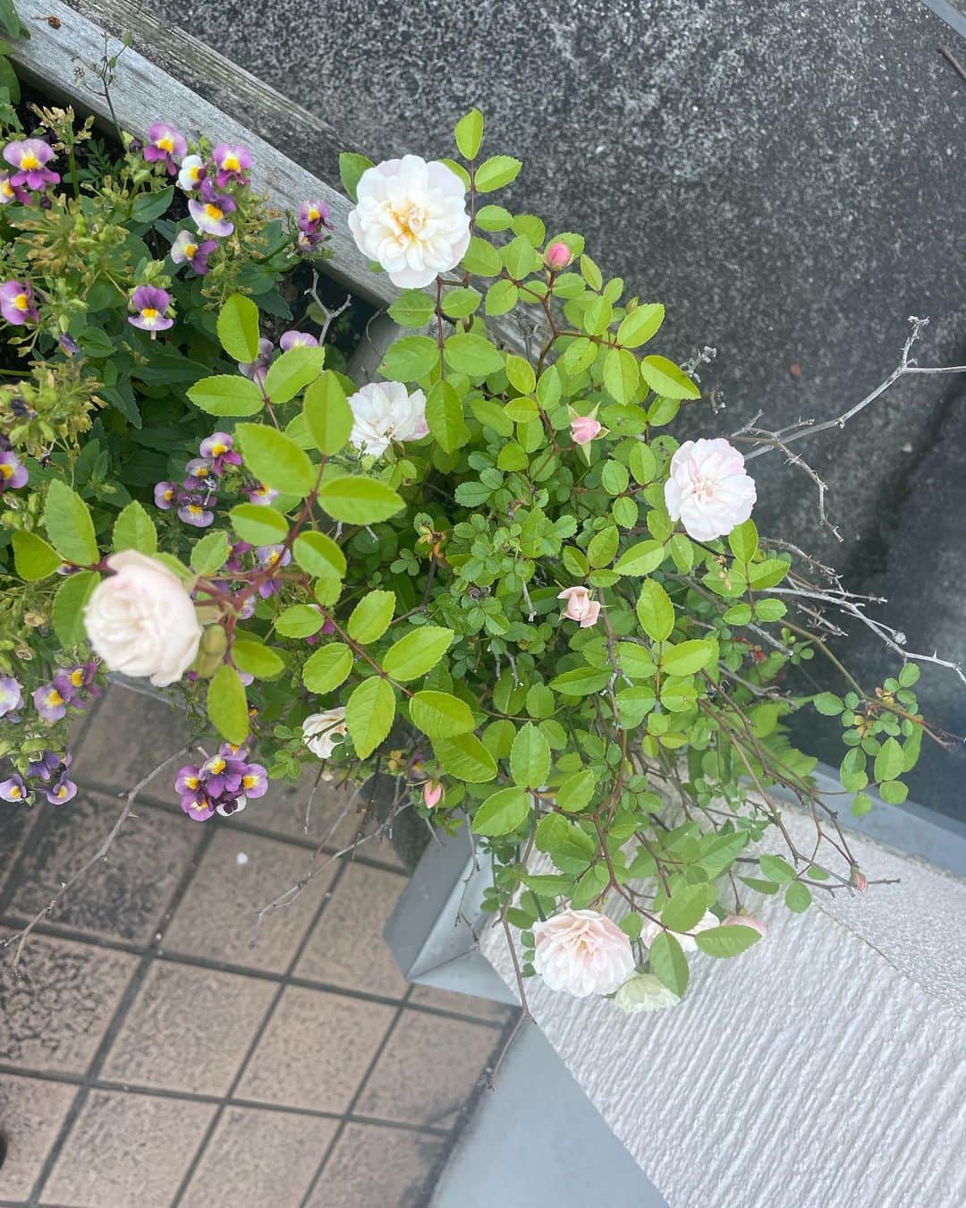 日暮愛葉さんのインスタグラム写真 - (日暮愛葉Instagram)「ミニ薔薇沢山！  綺麗ですー  #ミニ薔薇 #ミニバラ #愛葉のガーデニング」5月11日 11時52分 - aiha_higurashi
