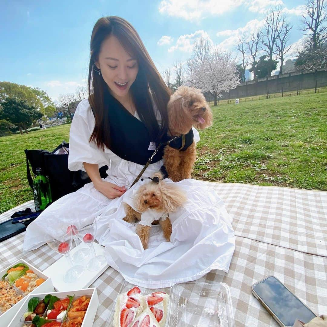 植田早紀さんのインスタグラム写真 - (植田早紀Instagram)「投稿しようと思って忘れていた今年のお花見ピクニック🧺😍🌸  #時差投稿  #お花見 #ピクニック #パセリとショパン #トイプードル #リトルモンスター #お弁当」5月11日 12時24分 - sakipersil