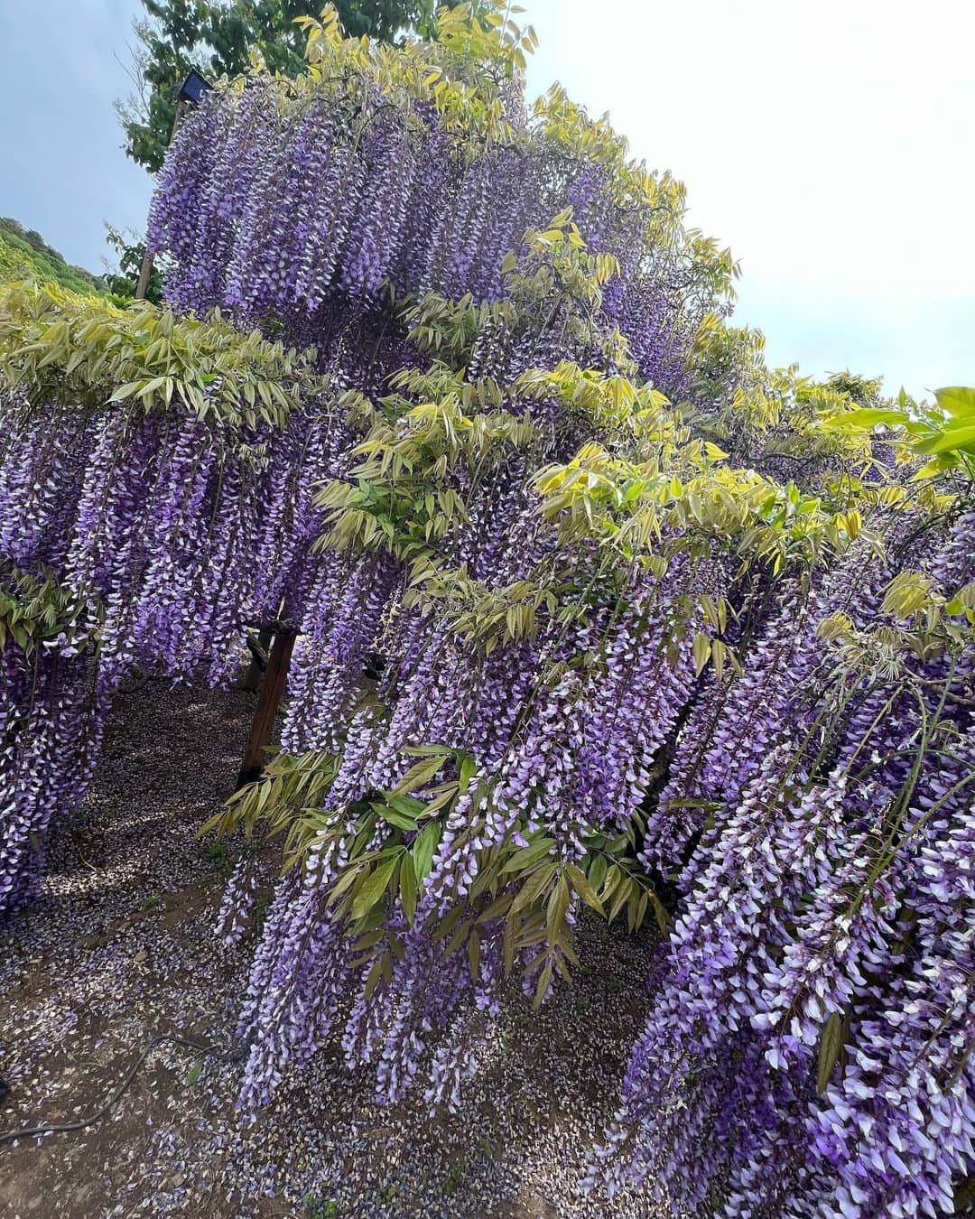 朝風れいさんのインスタグラム写真 - (朝風れいInstagram)「💜🪻💜🪻💜  @ashikaga_flower_park 💐  4月末に初めて行ってきたけど、物凄く良かった！！！！ こんなに大きくて立派な、それも沢山の藤の花を見たのは初めてで、圧巻でした🥹✨✨ 来年は夜のライトアップも見てみたいな🥰  #あしかがフラワーパーク  #足利フラワーパーク #足利 #flowers #flowerpark #fuji #wisteria #wisteriaflowers #japan #ashikaga #ashikagaflowerpark #藤の花 #藤  #ペットボトル持ってるのが残念」5月11日 12時57分 - rei.wd