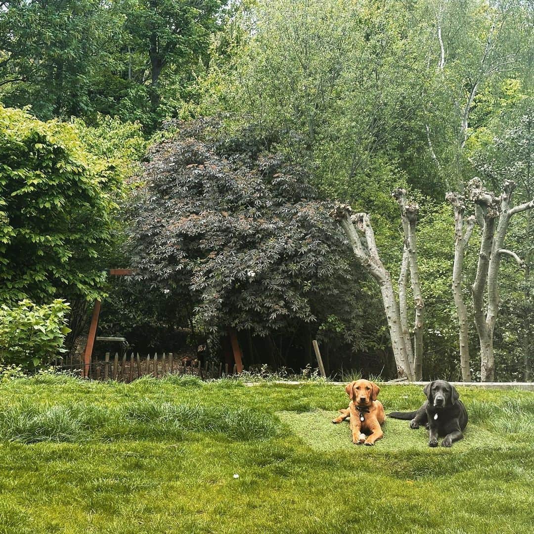 トム・フェルトンのインスタグラム：「bff’s 🐶 x」