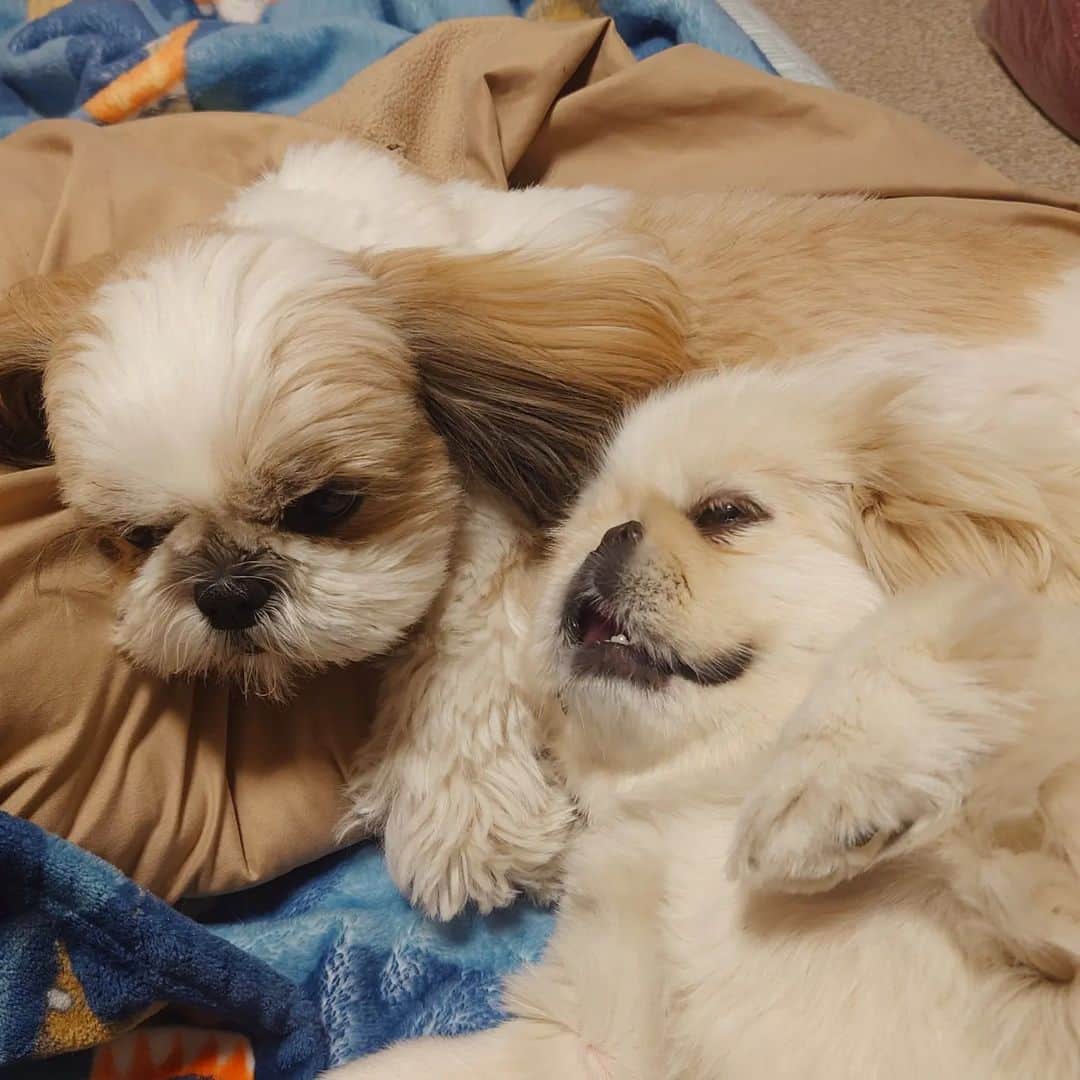 Kukkaのインスタグラム：「すやすや #ペキニーズ #シーズー」