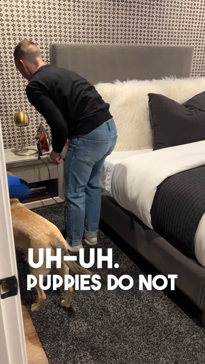 アダム・リッポンのインスタグラム：「Puppies do not iron… EVER」