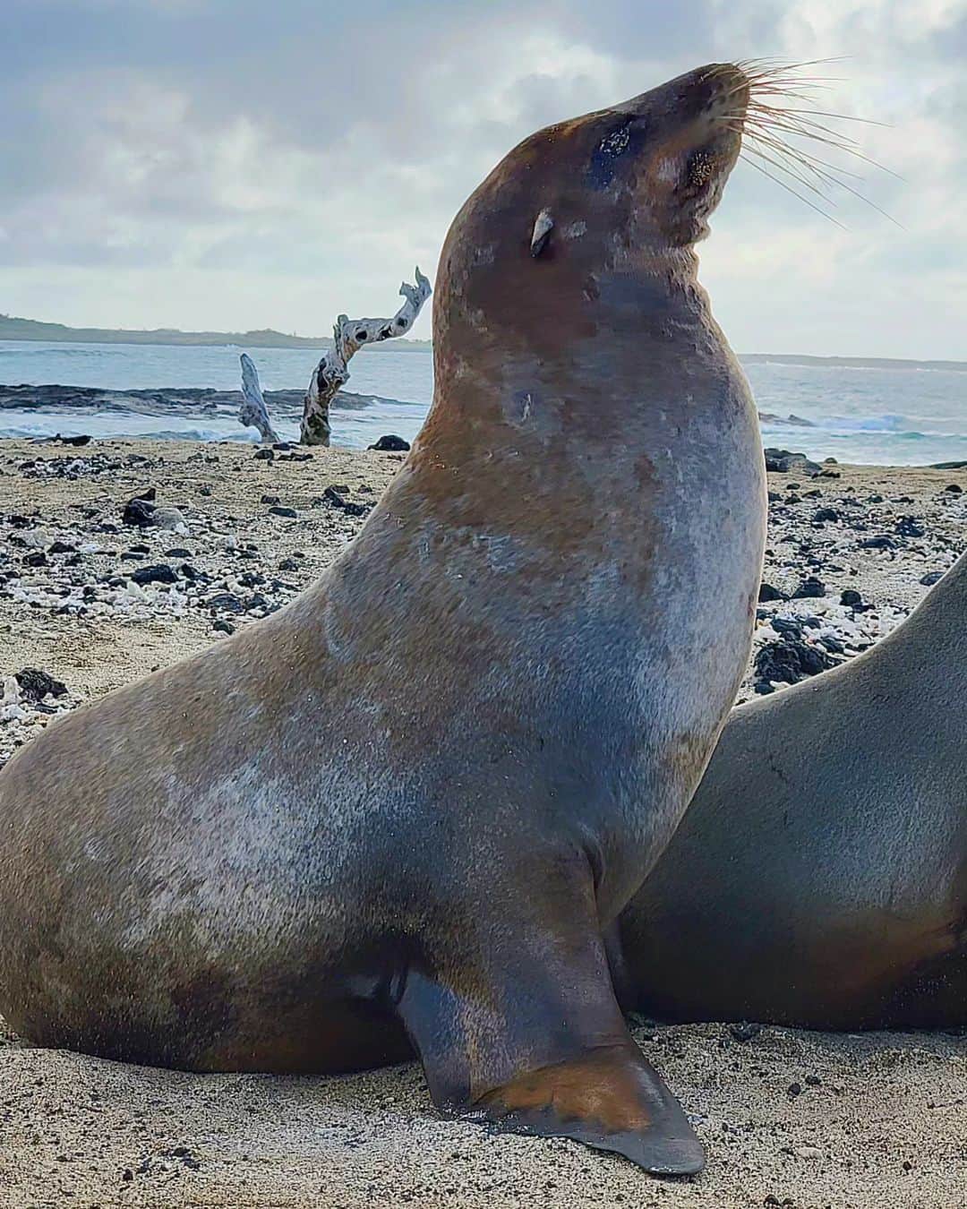 Dana Hammさんのインスタグラム写真 - (Dana HammInstagram)「I'm backkkkk! Did you miss me? I missed you!  My trip to the Galapagos Islands was insanely epic & unforgettable! I highly recommend it, especially if you're a nature lover!  Swipe through and enjoy some of the footage I captured of Galapagos most popular residents 🐢🦩🦎」5月12日 0時04分 - danahammofficial