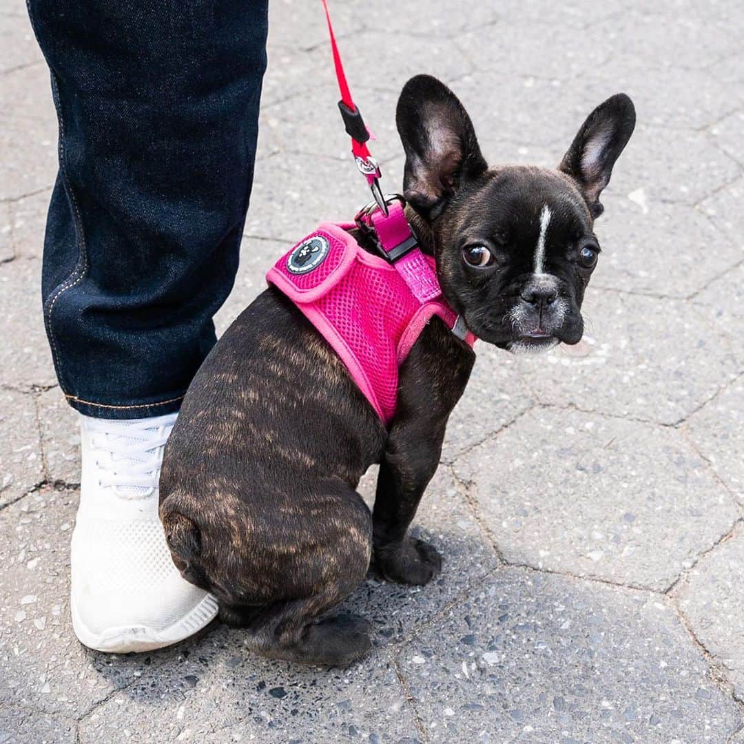 The Dogistさんのインスタグラム写真 - (The DogistInstagram)「Demi, French Bulldog (4 m/o), Union Square, New York, NY • “She sounds like a gremlin. My ex got her for the kids. She was with me on a trial run, but I fell in love with her. Kind of like a movie.”」5月12日 0時24分 - thedogist