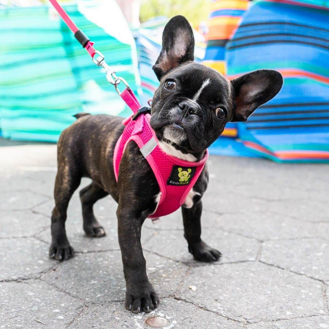 The Dogistさんのインスタグラム写真 - (The DogistInstagram)「Demi, French Bulldog (4 m/o), Union Square, New York, NY • “She sounds like a gremlin. My ex got her for the kids. She was with me on a trial run, but I fell in love with her. Kind of like a movie.”」5月12日 0時24分 - thedogist