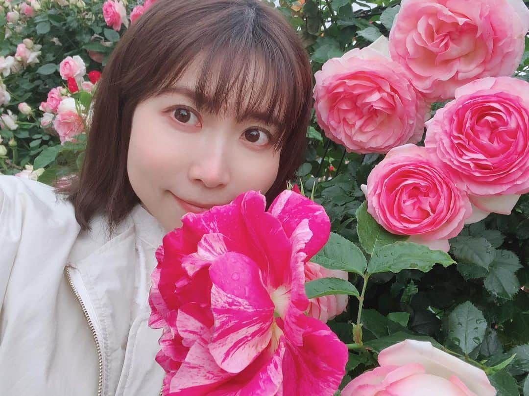 伊沢千夏さんのインスタグラム写真 - (伊沢千夏Instagram)「今年も会いに行きました🌹 ☔️だけど、漫喫☺️ #ばらえん」5月12日 0時34分 - izawachinatsuofficial