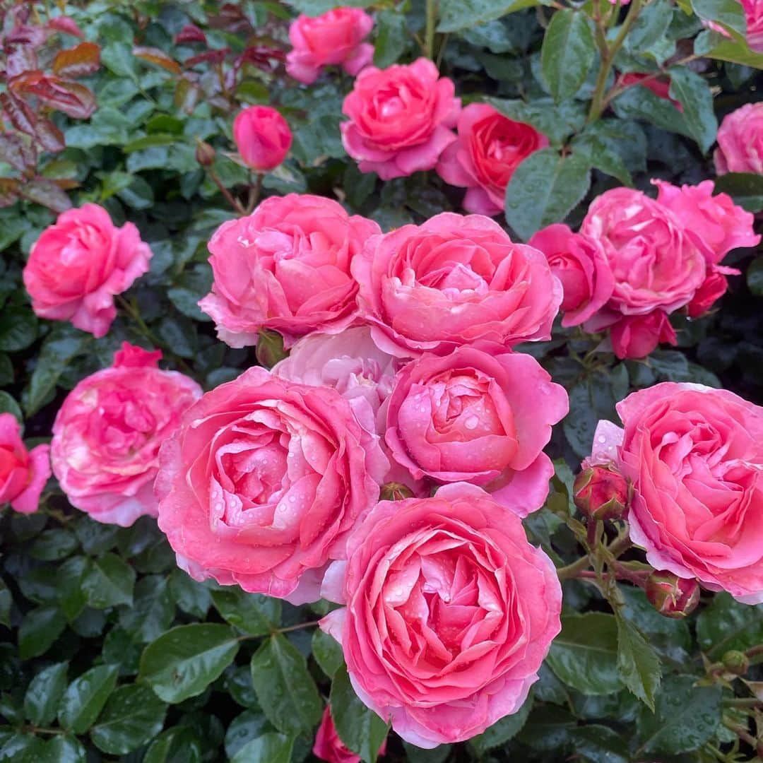 伊沢千夏さんのインスタグラム写真 - (伊沢千夏Instagram)「今年も会いに行きました🌹 ☔️だけど、漫喫☺️ #ばらえん」5月12日 0時34分 - izawachinatsuofficial