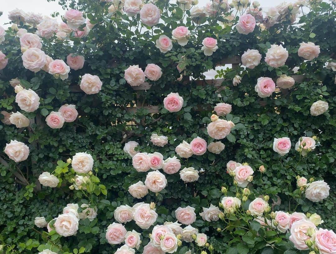 伊沢千夏さんのインスタグラム写真 - (伊沢千夏Instagram)「今年も会いに行きました🌹 ☔️だけど、漫喫☺️ #ばらえん」5月12日 0時34分 - izawachinatsuofficial