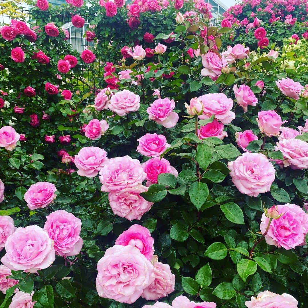 伊沢千夏さんのインスタグラム写真 - (伊沢千夏Instagram)「今年も会いに行きました🌹 ☔️だけど、漫喫☺️ #ばらえん」5月12日 0時34分 - izawachinatsuofficial