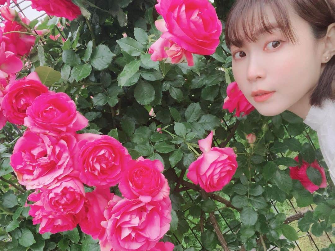 伊沢千夏さんのインスタグラム写真 - (伊沢千夏Instagram)「今年も会いに行きました🌹 ☔️だけど、漫喫☺️ #ばらえん」5月12日 0時34分 - izawachinatsuofficial