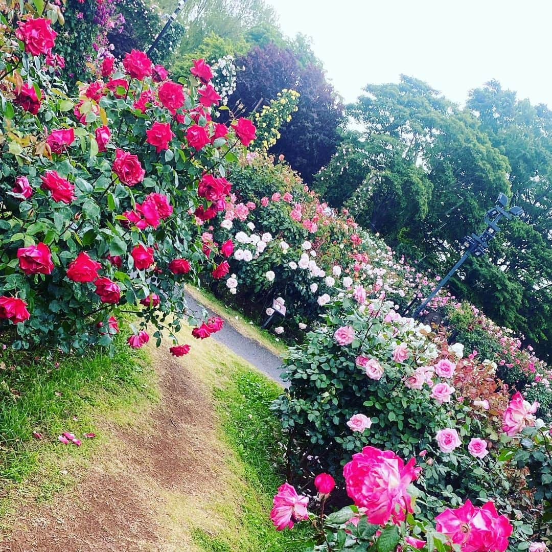 伊沢千夏のインスタグラム：「今年も会いに行きました🌹 ☔️だけど、漫喫☺️ #ばらえん」