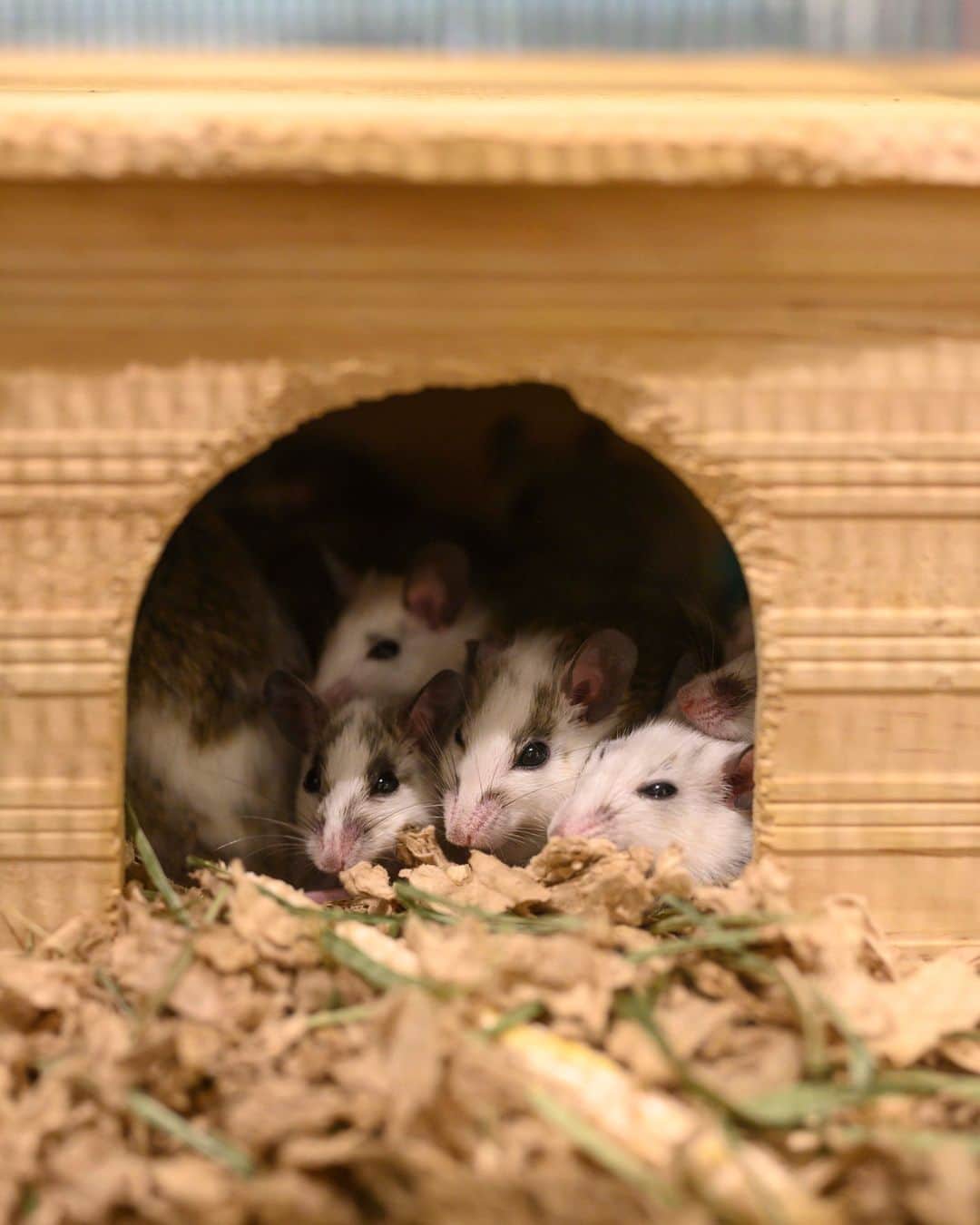 New York Times Fashionさんのインスタグラム写真 (New York Times FashionInstagram