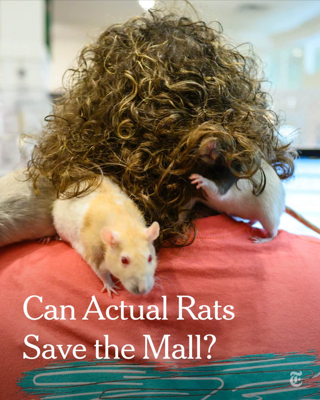 New York Times Fashionのインスタグラム：「Rats are just some of the thousands of pets that have been adopted from animal shelters sprouting up in malls across the country in the past three years.  A growing number of shopping centers are offering animal rescue groups empty storefronts for free or at a significant discount, sometimes as much as 90%. According to Shelter Animals Count, an animal welfare national database, shelters reported that intakes increased 4% in 2022, leaving them overburdened with animals that were once hard to obtain during quarantine.  With such collaborations gaining popularity, malls and animal havens are hoping to attract more pet owners and customers to these retail spaces that were already struggling before the pandemic forced temporary closures.  L.A. Love & Leashes, an organization in Los Angeles that picks animals up from the city’s six shelters every morning and displays them at its mall storefront before returning unadopted pets in the evening, has found homes for more than 3,000 pets since relocating into a shopping center in 2021.  Alia Mahmud took home three 5-month-old rats from a meet-and-greet at the Westfield Annapolis Mall in February. Their names are Snoofles, Algernon and Ikit. “They melted our hearts with how little, affectionate and outgoing they were from the beginning,” she said.  Read more about a new kind of mall rat at the link in bio. Photographs by @mattrothphoto」