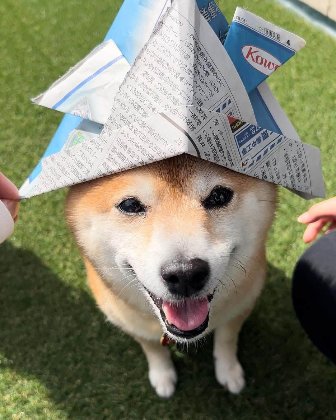 豆柴 サニーちゃんさんのインスタグラム写真 - (豆柴 サニーちゃんInstagram)「. HELLO〜こんにちわん🐻🐶 . かぶとをかぶった この子はだ〜れだっ⁉️ 分かるかなぁ〜😆 . . こどもの日🎏番外編 . . #柴犬#豆柴 #赤柴#豆柴子犬#豆柴多頭飼い #まめしば#しばいぬ#anicas#shiba_snap #shibainu#shiba#mameshiba#shibastagram #豆柴サニーちゃん#豆柴ラムちゃん#さにらむ #さにらむ2023#さにらむどん」5月11日 16時59分 - sunny_rei_32