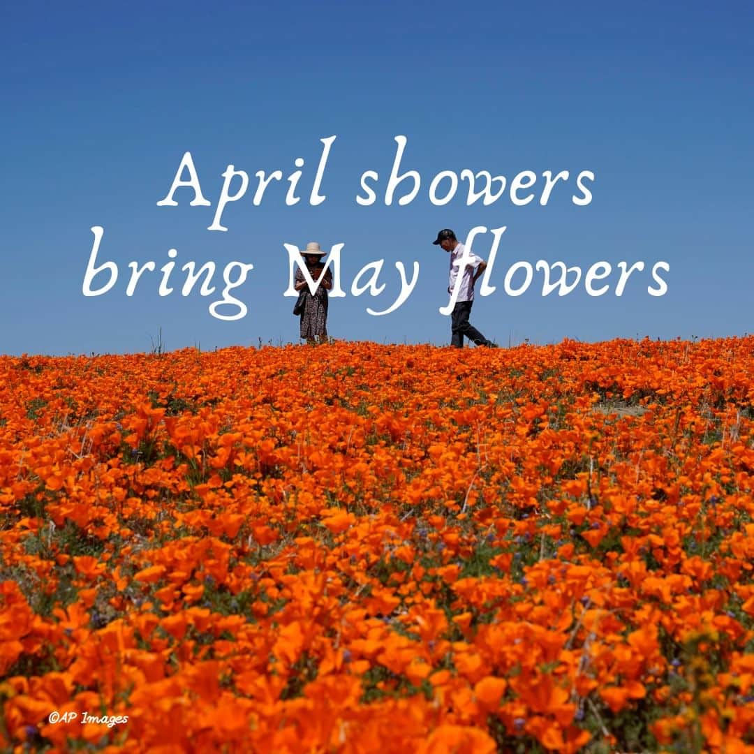 アメリカ大使館さんのインスタグラム写真 - (アメリカ大使館Instagram)「今日ご紹介するイディオムはこの季節にぴったりの"April showers bring May flowers"です。「4月の雨は、5月に花を咲かせる」ことから、困難や苦労の後に幸せや成功が訪れることを表現する際に使われます。  またこのイディオムは、文字通り雨の降る4月にもよく使われ、雨が何か美しいものを生み出すという楽観的な気持ちを表します。 この写真は、今春の大雨の後、カリフォルニアで野生の花が驚くほど咲き、まさにこのイディオムのようになりました。  使い方はこんな感じ↓ My friend complained that the spring rains seemed never-ending. I told him to look on the bright side. April showers bring May flowers!  友だちが、春の雨がなかなか降り止みそうにないと文句言ってたから、それの良い面に目を向けたらどうかと言ったんだ。「4月の雨は5月に花をもたらす！」とね。  #イディオム #Idiom #英語学習 #英会話 #留学」5月11日 17時00分 - usembassytokyo