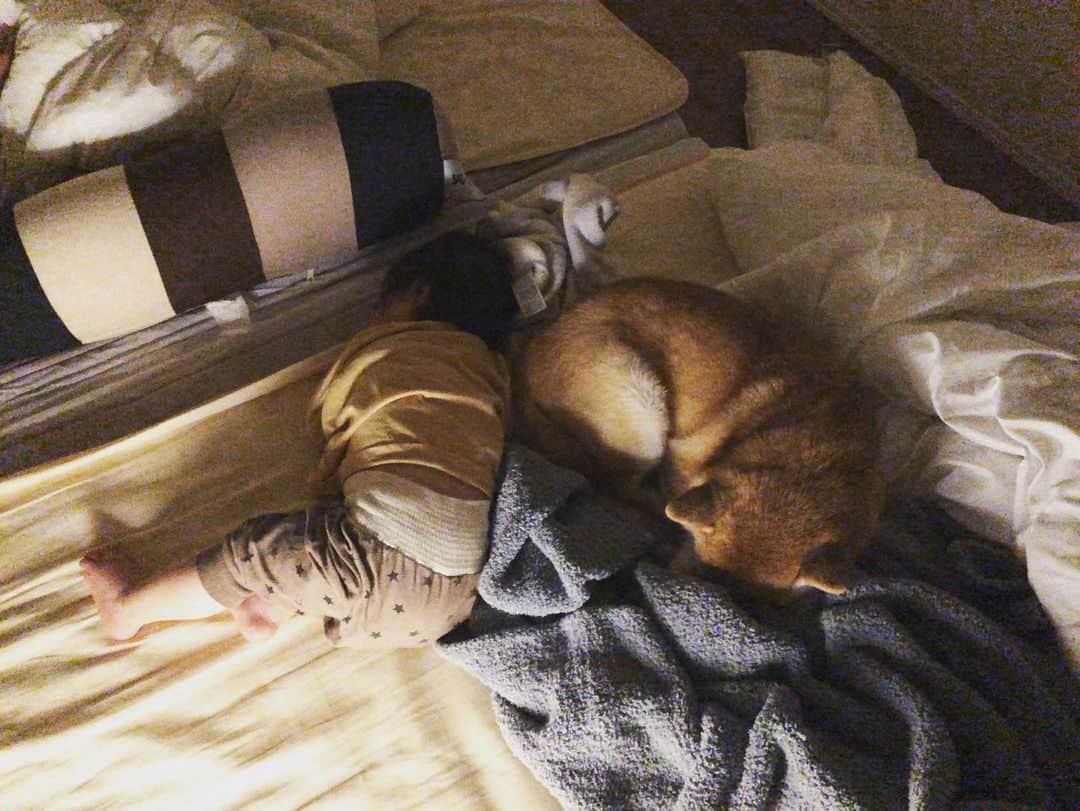 宇都宮まきのインスタグラム：「こんな日が来るなんて｡ﾟ(ﾟ´Д｀ﾟ)ﾟ｡ ハイハイが早過ぎて👶おまめ🐕は子供が近づいて来るだけでビビって逃げまくってるし、 この日の朝も足をしつこく掴まれておまちゃん🐕珍しくちょっと吠えたのに 夜になって一緒にくっついて寝てるの見て泣けるんですけどぉ😭🫶」