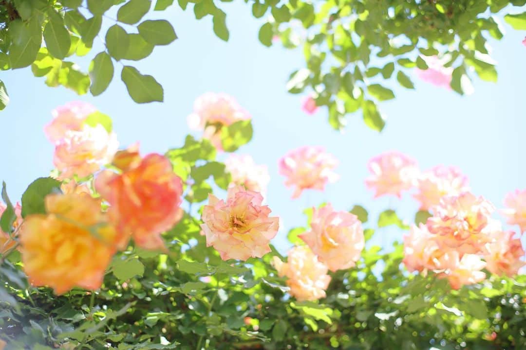 kiccyomuのインスタグラム：「🌩️ 2023.05.11 Thu 千葉にある #京成バラ園 今は、春バラ が見頃時期 #バラ 🌹綺麗でした📸  品種によっては まだツボミもあり しばらく楽しめそうです🤗  この日は風も強かったので 日を改めてまた行きたい🌹  location #千葉 ❣️ 📷撮影 2023年5月9日」