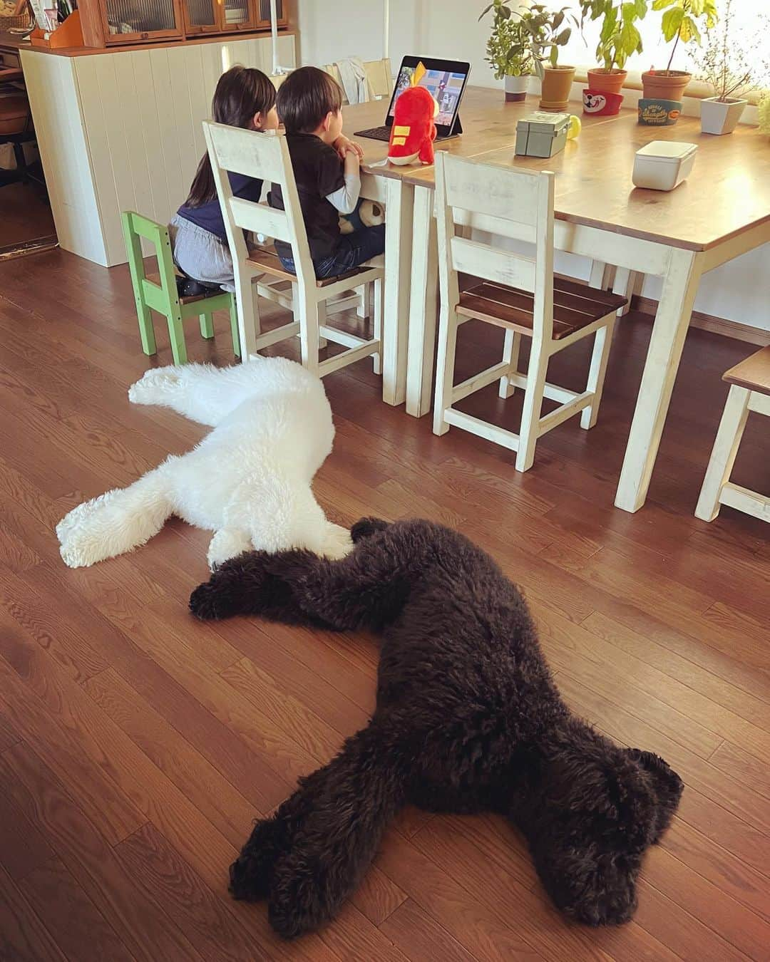 たまねぎのインスタグラム：「. . いつもの風景  今日もシンクロ😆  #standardpoodle #スタンダードプードル #poodle #いぬのいる生活 #大型犬 #いぬなしでは生きていけません  #フランソワ王国出身 #大型犬との暮らし #大型犬と子ども #いつもの風景 #シンクロ」