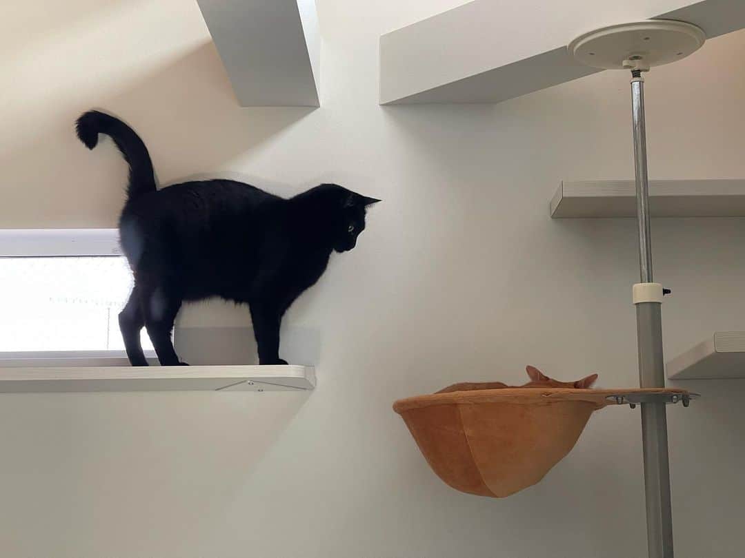 田中要次のインスタグラム：「「あ、取られてた…」 #猫Kumako #猫Chai  #Bo_nyans #猫のいる暮らし」