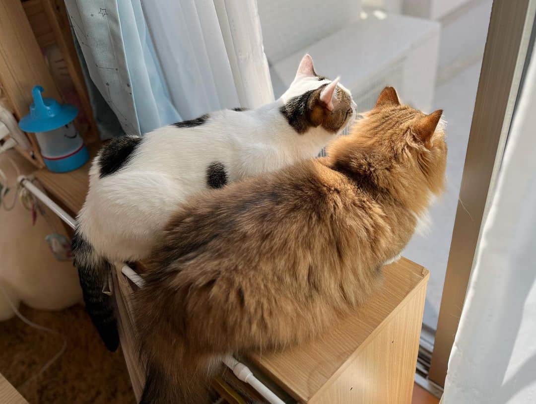 ひのき猫さんのインスタグラム写真 - (ひのき猫Instagram)「ひなたぼっこ⸜(●˙꒳˙●)⸝  ・ ・ ・  #ひのき猫  #かわいい猫  #秀吉  #豆大福  #にゃんすたぐらむ  #猫好きさんとつながりたい  #ねこすたぐらむ  #cat  #catstagram  #cutecats」5月11日 17時42分 - hinoki.cute.kitten