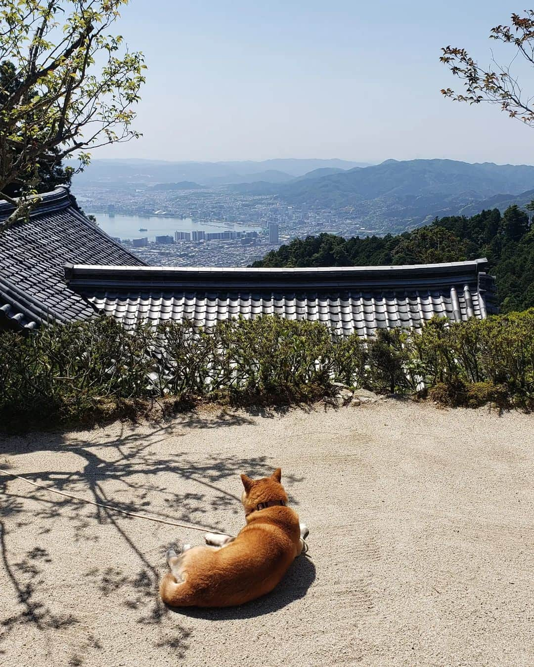 鏑木毅さんのインスタグラム写真 - (鏑木毅Instagram)「比叡山国際トレイルランまでいよいよです。 『挑め己の限界に』をテーマに 過去最大の人数の皆様に 挑戦していただけます。 厳しいコースですが 最後まで楽しむ心を忘れずに頑張って欲しいです。 当日解除でお会いできることを心から楽しみにしています！ #比叡山国際トレイルラン #比叡山50マイル #比叡山延暦寺 #トレイルランニング #トレイルランニング好きな人と繋がりたい #ウルトラトレイルマウントフジ #goldwin #gontex #tnfjp #tsuyoshikaburaki #アスタビータースポーツ #essサングラス」5月11日 17時56分 - tsuyoshikaburaki