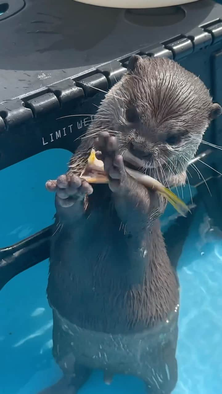 カワウソ コタロー&ハナのインスタグラム：「Kotaro overcame his dislike for sweetfish🐟 鮎の好き嫌いを克服したコタローの食べ方ぎこちない。 . .‬ ‪.‬ #カワウソ #コツメカワウソ #カワウソハナ #コタロー  #カワウソコタロー #otter #otters #baby #cute #鮎 #動物 #ペット #pet #かわいい #かわうそ #もふもふ #animal #수달  #귀여워 #fish #loutre #lontra #lutra #выдра #นาก #petstagram #otterlove #kotarotheotter #otterkotaro」