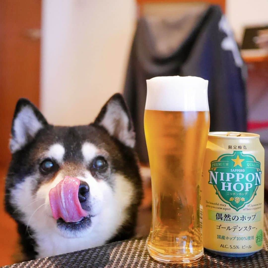 くろさんのインスタグラム写真 - (くろInstagram)「👅🍺  #目線の先にはおやつ #NIPPONHOP #NIPPONHOP偶然のホップ #NIPPONHOP偶然のホップゴールデンスター #ニッポンホップ #ニッポンホップ偶然のホップ #ニッポンホップ偶然のホップゴールデンスター #サッポロビール #⭐️SAPPORO #乾杯をもっとおいしく #柴犬 #黒柴 #黑柴 #わんこ #イッヌ #スマイル豆 #スマイル犬 #晩酌犬 #豆太郎麦酒 #モデル犬 #オファーお待ちしております」5月11日 18時16分 - m6bmw