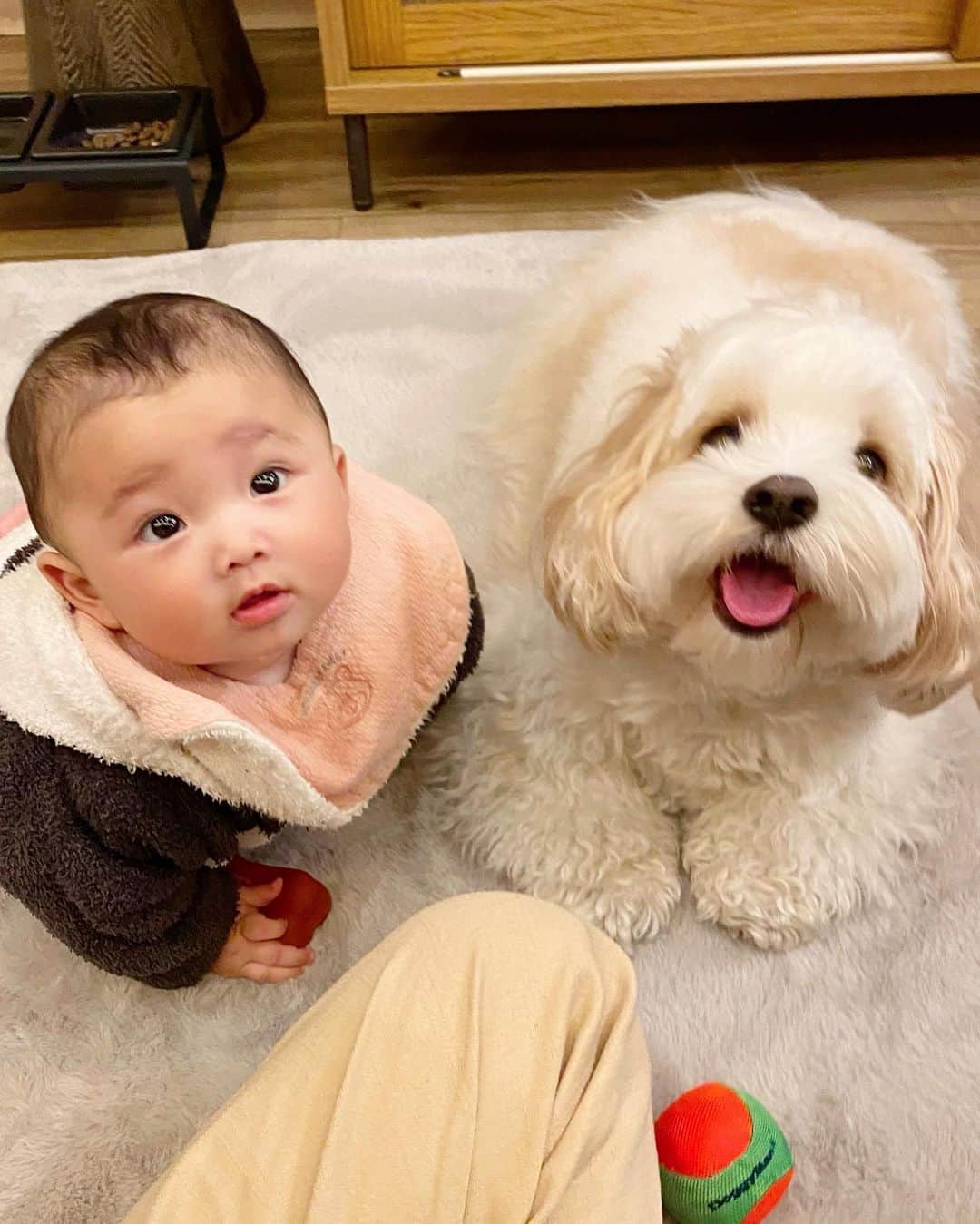 あんちゃんさんのインスタグラム写真 - (あんちゃんInstagram)「👶🏻🐶💕  旅行記録📝 家族団欒シリーズ👨🏻👩🏻🐶👶🏻  すでに投稿済みの写真もあるけど 家族で写ってる写真をまとめてみました❤️  たまにはこんな記録もありかなと☺️  あんちゃんしか見たくない人は スルーしてね🤣🙌  夜コテージでまったりしてて なんか視線を感じ ふとを横を見たらコレ👶🏻🐶 （１・２枚目）  可愛すぎて息止まったよぉおお🤦🏻‍♀️💘笑  家族写真に写るあんちゃんは どのお顔もとても幸せそうな笑顔で こっちが幸せな気持ちになる😭✨  あんちゃんのおかげで 家族時間がより豊かに より幸福度高い時間になってる🥰  あんちゃんありがとう❤️  夜「あれ？パパとあんちゃんどこだろ…」 と思ったら 外のハンモックでイチャイチャしてたの🤣 ふたりとも可愛すぎ🤣🤣 （８枚目動画）  ９枚目動画の 夜中開催されてた ファンに塩対応な握手会🤝笑  コレ結構お気に入りだから あとでリールに残そうかな😂  最後の写真は チェックアウトの時に 宿の方が撮ってくれました📷✨  私がなんとも微妙な笑顔してるけど 息子と娘が可愛く写ってるから 気に入ってる🤣🫶  これで @the_base_glamping_yugawara さんに お泊まりした投稿はおしまい❤️  またぜひ 利用したいと思います🏡♨️  ありがとうございました😚  #キャバションあんちゃん #thebaseglampingyugawara   #あんちゃん　#ぬいぐるみ犬 #スヌーピー  #スヌーピー犬 #キャバション　#キャバビション　 #キャバリア #キャバリアキングチャールズスパニエル #ビションフリーゼ　 #犬  #いぬすたぐらむ #犬のいる暮らし  #わんこなしでは生きていけません会 #いぬのきもち  #犬好きな人と繋がりたい #短足部　#比熊犬 #doglove #cavachon #inustagram #puppy  #snoopy #andy #멍스타그램 #개스타그램　#댕스마스」5月11日 18時56分 - anchan_0115_andy