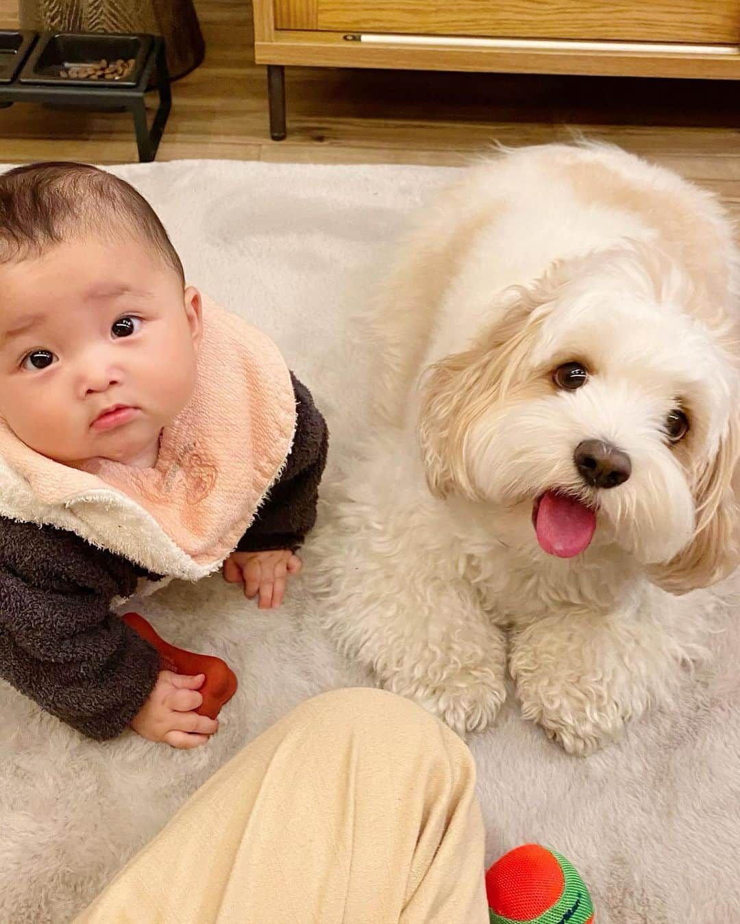 あんちゃんのインスタグラム：「👶🏻🐶💕  旅行記録📝 家族団欒シリーズ👨🏻👩🏻🐶👶🏻  すでに投稿済みの写真もあるけど 家族で写ってる写真をまとめてみました❤️  たまにはこんな記録もありかなと☺️  あんちゃんしか見たくない人は スルーしてね🤣🙌  夜コテージでまったりしてて なんか視線を感じ ふとを横を見たらコレ👶🏻🐶 （１・２枚目）  可愛すぎて息止まったよぉおお🤦🏻‍♀️💘笑  家族写真に写るあんちゃんは どのお顔もとても幸せそうな笑顔で こっちが幸せな気持ちになる😭✨  あんちゃんのおかげで 家族時間がより豊かに より幸福度高い時間になってる🥰  あんちゃんありがとう❤️  夜「あれ？パパとあんちゃんどこだろ…」 と思ったら 外のハンモックでイチャイチャしてたの🤣 ふたりとも可愛すぎ🤣🤣 （８枚目動画）  ９枚目動画の 夜中開催されてた ファンに塩対応な握手会🤝笑  コレ結構お気に入りだから あとでリールに残そうかな😂  最後の写真は チェックアウトの時に 宿の方が撮ってくれました📷✨  私がなんとも微妙な笑顔してるけど 息子と娘が可愛く写ってるから 気に入ってる🤣🫶  これで @the_base_glamping_yugawara さんに お泊まりした投稿はおしまい❤️  またぜひ 利用したいと思います🏡♨️  ありがとうございました😚  #キャバションあんちゃん #thebaseglampingyugawara   #あんちゃん　#ぬいぐるみ犬 #スヌーピー  #スヌーピー犬 #キャバション　#キャバビション　 #キャバリア #キャバリアキングチャールズスパニエル #ビションフリーゼ　 #犬  #いぬすたぐらむ #犬のいる暮らし  #わんこなしでは生きていけません会 #いぬのきもち  #犬好きな人と繋がりたい #短足部　#比熊犬 #doglove #cavachon #inustagram #puppy  #snoopy #andy #멍스타그램 #개스타그램　#댕스마스」