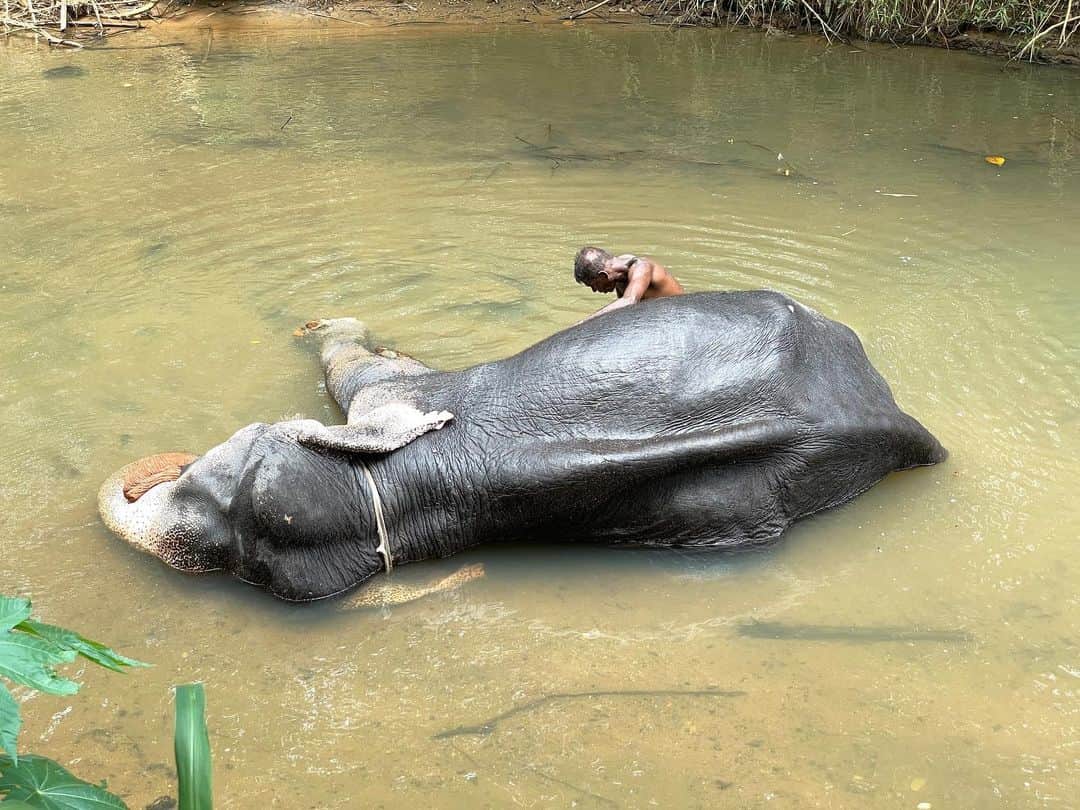 丸山ゴンザレスのインスタグラム：「スリランカ旅の思い出。象さんのお風呂。プロの象使いに洗われて気持ちよさそうでした。」