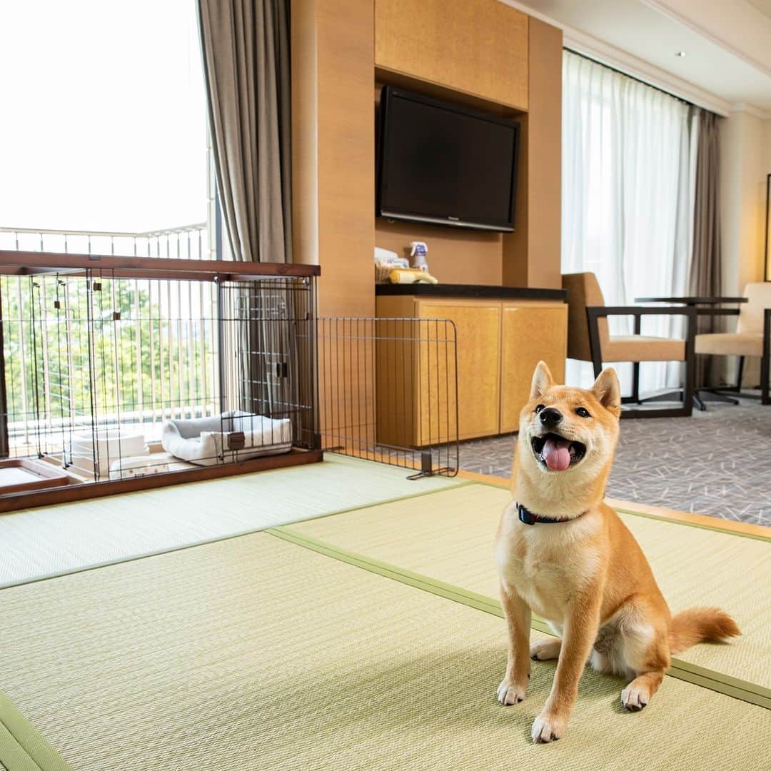 のインスタグラム：「ヒルトン小田原リゾート＆スパのドックフレンドリールームは、1室につき2匹🐶🐶まで一緒にご滞在できます！  大切な愛犬と一緒に最高の思い出を作りませんか？  お部屋には、バスルームに足洗い場、空気清浄機も備え、ホテル敷地内には、ドッグランもありますので、思いっきり走りまわってくださいね！  #hiltonodawara　#hilton　#小田原　#小田原旅行　#小田原ホテル　#小田原観光　#わんことおでかけ　#ドックフレンドリー　#ペット同伴OK　#ペットと泊まれる　#ホテルステイ　#愛犬家　#犬と泊まれるホテル　#犬と泊まれる宿　#dogfriendly　#犬のいる暮らし」