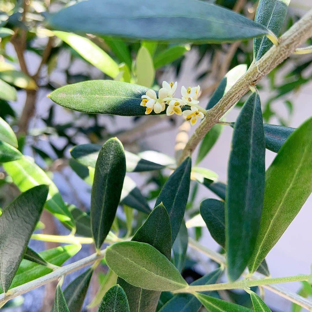 のインスタグラム：「オリーブの花はさりげない。」