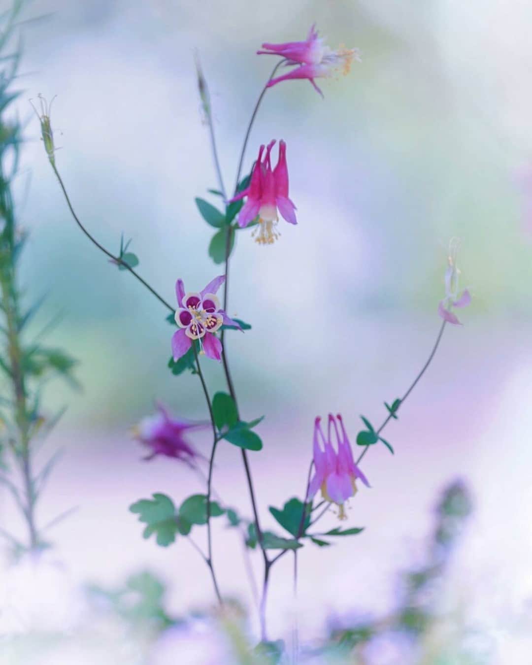 花の写真館のインスタグラム：「Photo by @nairuhime. https://instagram.com/nairuhime/ . Original Post[投稿いただいたURL] https://www.instagram.com/p/CsAzMOOPvNa/ . 本アカウントは、 #私の花の写真 をつけてInstagramに投稿された皆さまの花の写真や、「花の写真館」Facebookページで投稿された花の写真を紹介します。 「花の写真館」Facebookページは、「 @floral.photograph 」のプロフィールにあるURLからご覧ください。 . ※各種法令、マナー、関係者の指示に従った撮影をお願いします。 *Please ensure that your photography adheres to all relevant laws, etiquette, and instructions issued by authorized persons. ※本アカウントは東京カメラ部がFacebook、Instagramのサービスを利用して運営しているもので、Meta社・Instagramとは一切関係ありません。 . #花の写真館 #floralphotograph #floralphoto #flower #flowers Follow: @floral.photograph」