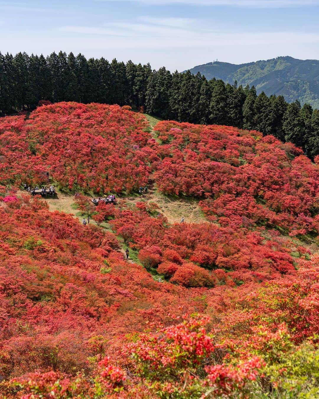 詩歩さんのインスタグラム写真 - (詩歩Instagram)「📷 10th May 2023  📍奈良県 葛城山 / Mt.Katsuragi , Nara Japan  まるで「天空の赤い絨毯」！ 一目百万本といわれる葛城山ツツジを見て来ました。  葛城山は標高959mの山で、山頂までロープウェイで来ることができます。ハイキングコースとしても人気なので、今回は登りは片道1時間半の登山、帰りはロープウェイで下ってきました🥾  山頂に広がるツツジは自然に群生したもので、毎年5月頃に見頃を迎えます。一面を染める真っ赤なツツジと、その向こう側に広がる大阪平野！お見事でした。  今年はもしかして剪定をしたのかな🤔？ ツツジの枝が全体的に短くなって花も減っているような気がしたけれど、それでも初めて見に来ることができてよかった✨  奈良県内の写真はこのタグでまとめてます / → #shiho_nara   It is like a "red carpet in the sky” ! I visited the #azalea s on #MtKatsuragi , which is said to have one million azaleas at a glance. Katsuragi is a 959-meter-high mountain that can be reached by a ropeway. It is also a popular hiking course, so this time we hiked up the mountain (1.5 hours one way) and took the ropeway down on the way back. The azaleas spreading over the summit naturally grow in clusters and are at their best around May every year. The bright red azaleas covering the entire area and the Osaka Plain spreading out on the other side of the azaleas! It was magnificent.     ©︎Shiho/詩歩」5月11日 20時01分 - shiho_zekkei