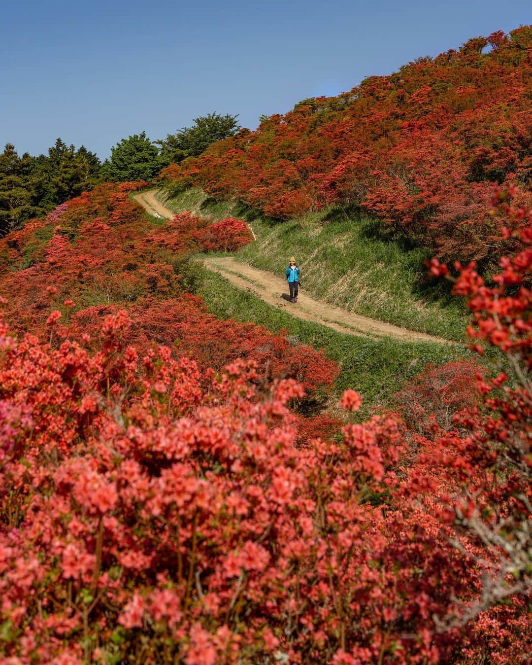 詩歩さんのインスタグラム写真 - (詩歩Instagram)「📷 10th May 2023  📍奈良県 葛城山 / Mt.Katsuragi , Nara Japan  まるで「天空の赤い絨毯」！ 一目百万本といわれる葛城山ツツジを見て来ました。  葛城山は標高959mの山で、山頂までロープウェイで来ることができます。ハイキングコースとしても人気なので、今回は登りは片道1時間半の登山、帰りはロープウェイで下ってきました🥾  山頂に広がるツツジは自然に群生したもので、毎年5月頃に見頃を迎えます。一面を染める真っ赤なツツジと、その向こう側に広がる大阪平野！お見事でした。  今年はもしかして剪定をしたのかな🤔？ ツツジの枝が全体的に短くなって花も減っているような気がしたけれど、それでも初めて見に来ることができてよかった✨  奈良県内の写真はこのタグでまとめてます / → #shiho_nara   It is like a "red carpet in the sky” ! I visited the #azalea s on #MtKatsuragi , which is said to have one million azaleas at a glance. Katsuragi is a 959-meter-high mountain that can be reached by a ropeway. It is also a popular hiking course, so this time we hiked up the mountain (1.5 hours one way) and took the ropeway down on the way back. The azaleas spreading over the summit naturally grow in clusters and are at their best around May every year. The bright red azaleas covering the entire area and the Osaka Plain spreading out on the other side of the azaleas! It was magnificent.     ©︎Shiho/詩歩」5月11日 20時01分 - shiho_zekkei