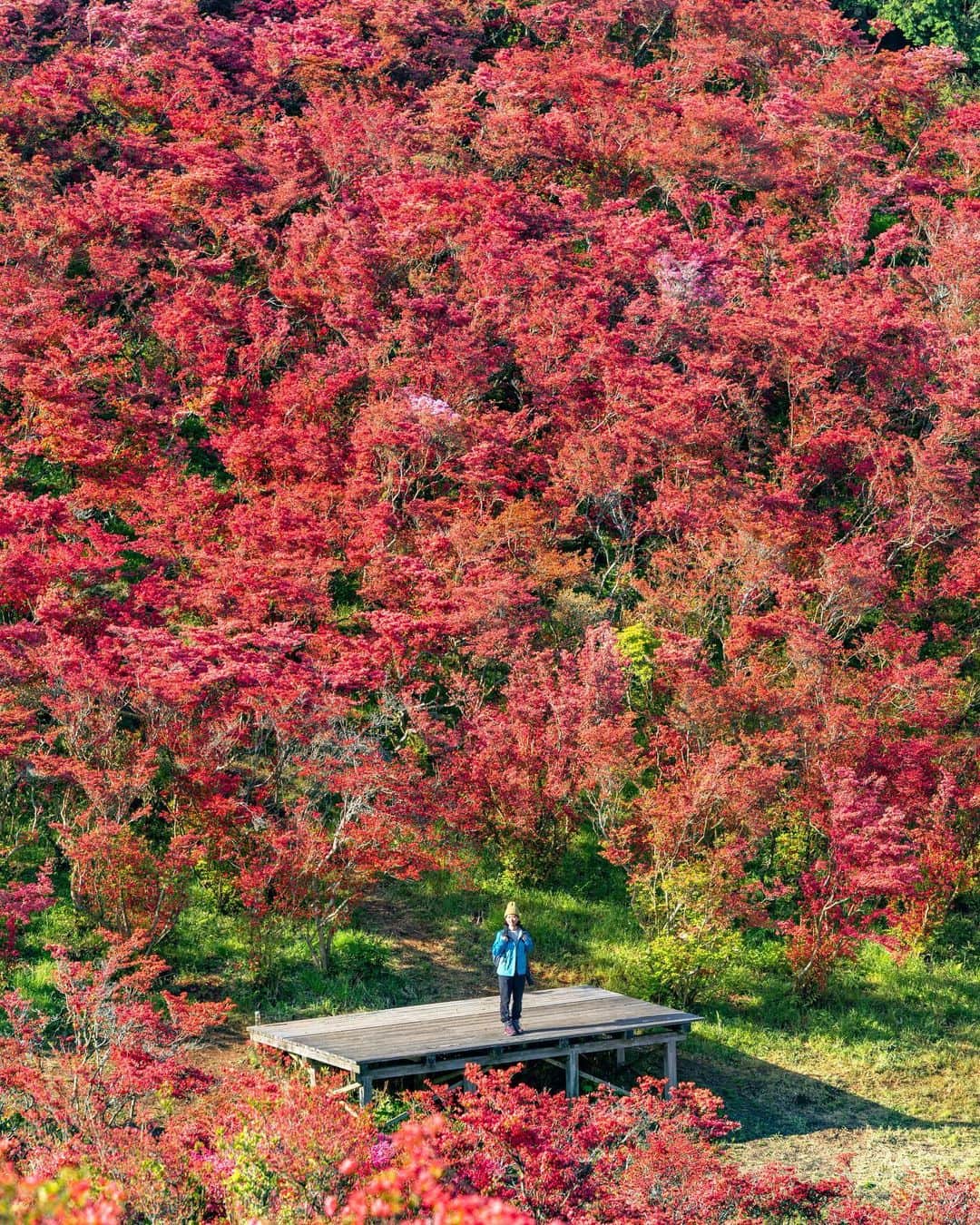 詩歩のインスタグラム：「📷 10th May 2023  📍奈良県 葛城山 / Mt.Katsuragi , Nara Japan  まるで「天空の赤い絨毯」！ 一目百万本といわれる葛城山ツツジを見て来ました。  葛城山は標高959mの山で、山頂までロープウェイで来ることができます。ハイキングコースとしても人気なので、今回は登りは片道1時間半の登山、帰りはロープウェイで下ってきました🥾  山頂に広がるツツジは自然に群生したもので、毎年5月頃に見頃を迎えます。一面を染める真っ赤なツツジと、その向こう側に広がる大阪平野！お見事でした。  今年はもしかして剪定をしたのかな🤔？ ツツジの枝が全体的に短くなって花も減っているような気がしたけれど、それでも初めて見に来ることができてよかった✨  奈良県内の写真はこのタグでまとめてます / → #shiho_nara   It is like a "red carpet in the sky” ! I visited the #azalea s on #MtKatsuragi , which is said to have one million azaleas at a glance. Katsuragi is a 959-meter-high mountain that can be reached by a ropeway. It is also a popular hiking course, so this time we hiked up the mountain (1.5 hours one way) and took the ropeway down on the way back. The azaleas spreading over the summit naturally grow in clusters and are at their best around May every year. The bright red azaleas covering the entire area and the Osaka Plain spreading out on the other side of the azaleas! It was magnificent.     ©︎Shiho/詩歩」