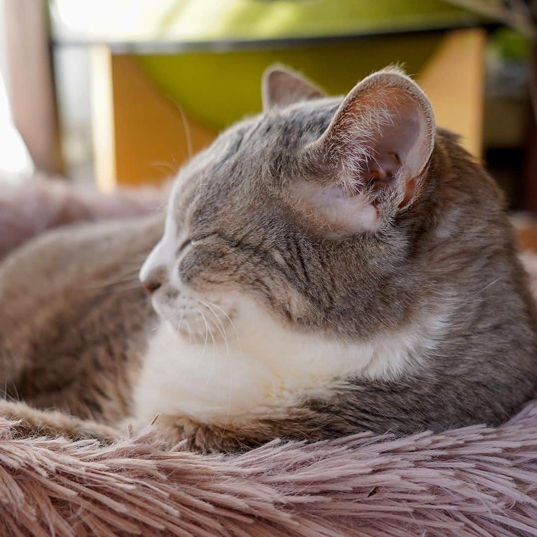 モアレ & クリエさんのインスタグラム写真 - (モアレ & クリエInstagram)「ふぁーーーーい！ からの流し目。（からの二度寝）  #モアクリ #moacrie #ねこ #猫 #cat #catsagram #ねこすたぐらむ #にゃんすたぐらむ #猫のいる暮らし #ねこのいる生活」5月11日 20時17分 - moacrie