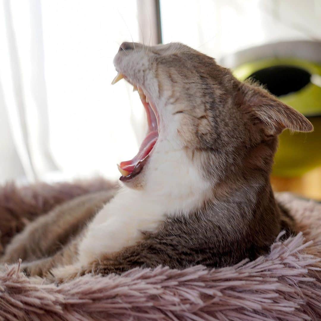 モアレ & クリエのインスタグラム：「ふぁーーーーい！ からの流し目。（からの二度寝）  #モアクリ #moacrie #ねこ #猫 #cat #catsagram #ねこすたぐらむ #にゃんすたぐらむ #猫のいる暮らし #ねこのいる生活」
