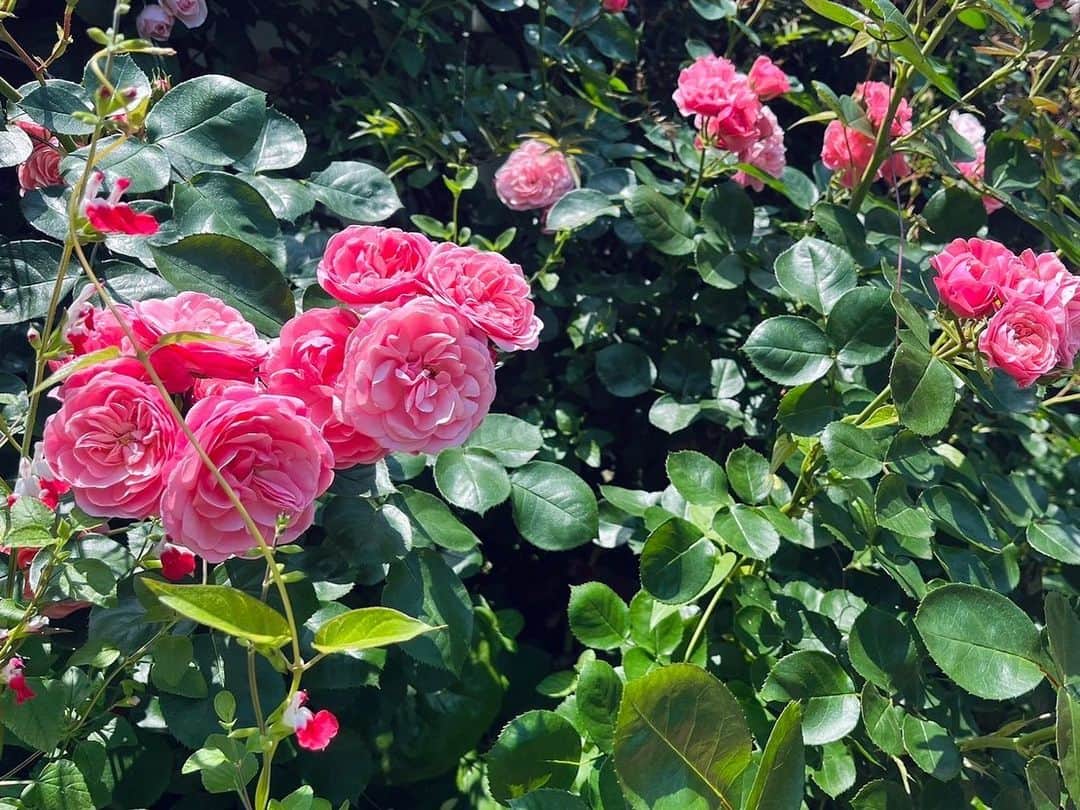 TBSアナウンサー公式さんのインスタグラム写真 - (TBSアナウンサー公式Instagram)「若林有子です。 . 桜の次は薔薇の季節ですね🌹 . レストランの前にもキレイなバラが咲いていました✨ お花見は見頃に合わせるのが難しいですが、 バラは毎年きれいに咲いているのをよく見る気がします！ . 見頃が長いのでしょうか🤔  #tbs #アナグラム #若林有子#アナウンサー」5月11日 20時29分 - tbs_annogram