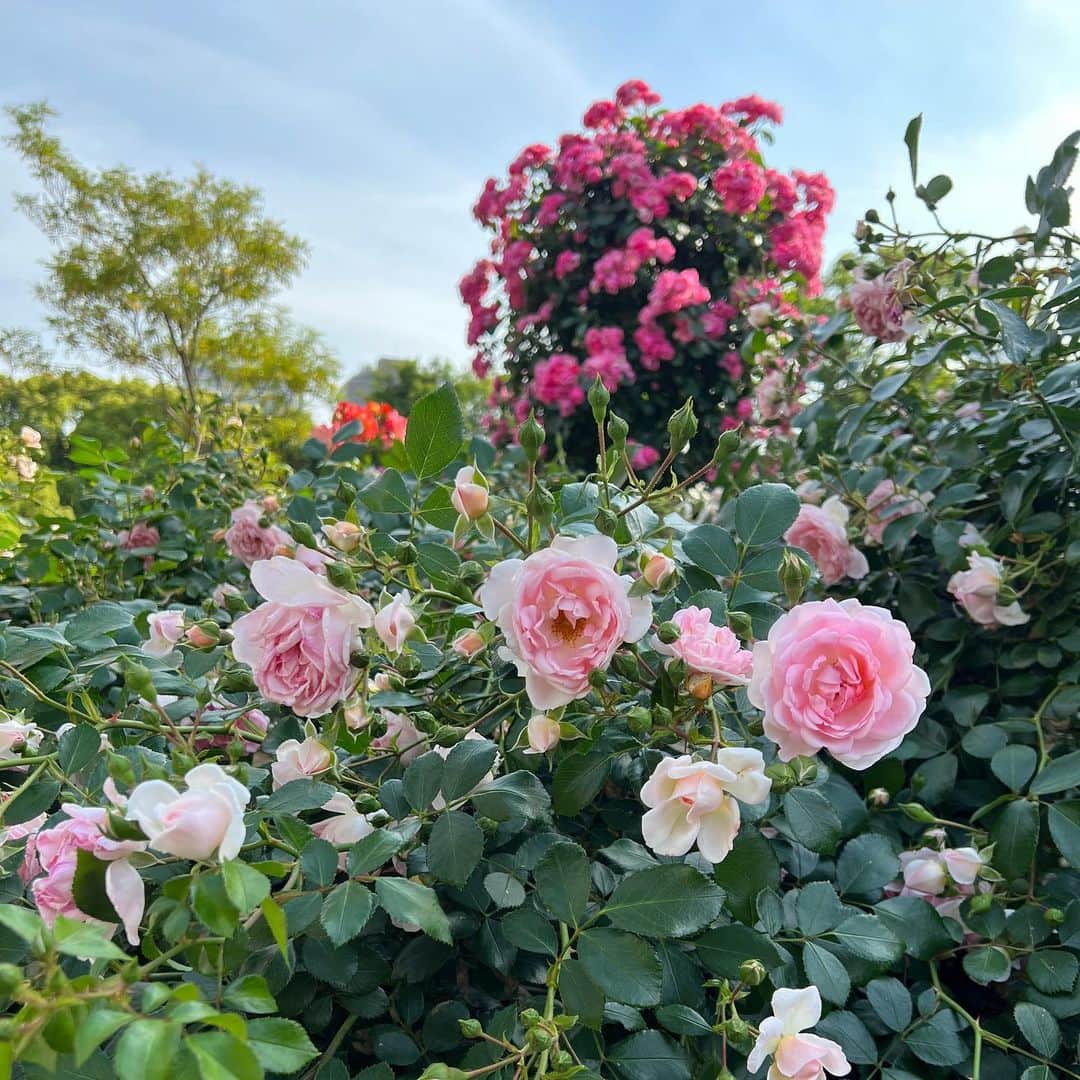 牛窪万里子さんのインスタグラム写真 - (牛窪万里子Instagram)「昨日はラジオ収録後にスタジオ近くの芝公園に立ち寄り、バラのモニュメントを見てきました。  バラ窓から覗く東京タワーの景色はここでしか味わえない特別な場所。  今年も見ることが出来て嬉しい気分に🎵  #バラ #薔薇 #バラ窓 #東京タワー #芝公園」5月11日 20時49分 - mariko_ushikubo