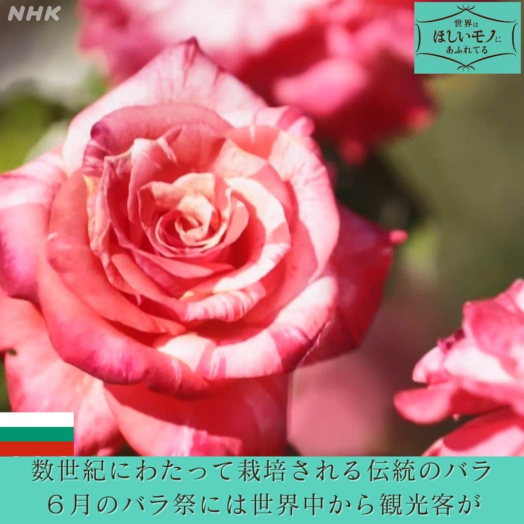NHK「世界はほしいモノにあふれてる」さんのインスタグラム写真 - (NHK「世界はほしいモノにあふれてる」Instagram)「＼バラをめぐる世界旅・後編🌹／  アンコール放送も見ていただき、 ありがとうございます💐 さてさて、もう５月ですね〜🌿  爽やかな季節、お休みの日は子🐱を連れて、 あてどない散歩に出かけるのが ささやかな楽しみのスタッフ🐱です。  今回はバラをめぐる世界旅の後編をお届けします！ そしてせかほしスタッフ職場近くのバラスポット🌹 東京・代々木公園もご紹介🐱🐶  代々木公園では春と秋にバラを楽しめるのですが、 ５月上旬から６月初旬にかけて、 68種700株ものバラが咲き誇ります🌹🌹🌹  コロナ禍で海外への旅ができない鬱々とした日々、 心を癒やしてくれたのが、 すぐ近くで咲いていた、 色とりどりのバラたちでした。  皆さんの身近にもステキな バラスポットはありますか？  #バラ　#バラのある暮らし  #花のある暮らし  #ブルガリア　#イラン #海外旅行計画　#花旅 #テーマ旅　#絶景旅 #せかほし」5月11日 20時49分 - nhk_sekahoshi