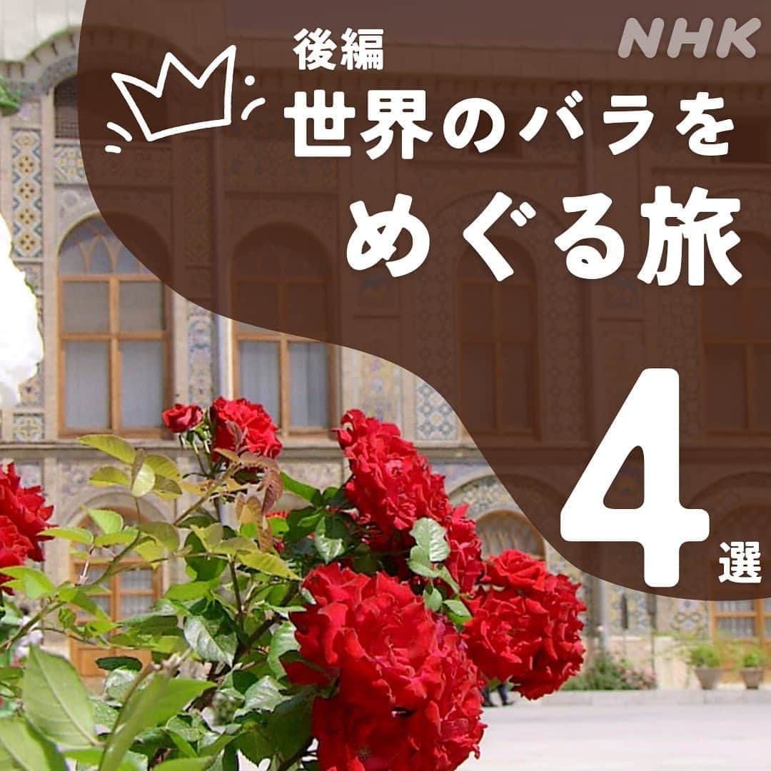 NHK「世界はほしいモノにあふれてる」のインスタグラム：「＼バラをめぐる世界旅・後編🌹／  アンコール放送も見ていただき、 ありがとうございます💐 さてさて、もう５月ですね〜🌿  爽やかな季節、お休みの日は子🐱を連れて、 あてどない散歩に出かけるのが ささやかな楽しみのスタッフ🐱です。  今回はバラをめぐる世界旅の後編をお届けします！ そしてせかほしスタッフ職場近くのバラスポット🌹 東京・代々木公園もご紹介🐱🐶  代々木公園では春と秋にバラを楽しめるのですが、 ５月上旬から６月初旬にかけて、 68種700株ものバラが咲き誇ります🌹🌹🌹  コロナ禍で海外への旅ができない鬱々とした日々、 心を癒やしてくれたのが、 すぐ近くで咲いていた、 色とりどりのバラたちでした。  皆さんの身近にもステキな バラスポットはありますか？  #バラ　#バラのある暮らし  #花のある暮らし  #ブルガリア　#イラン #海外旅行計画　#花旅 #テーマ旅　#絶景旅 #せかほし」