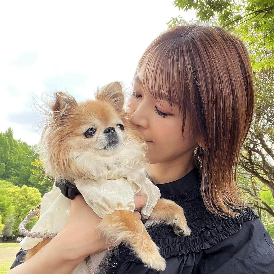 kaori sugiyamaさんのインスタグラム写真 - (kaori sugiyamaInstagram)「* * 雨が降る前にのんびりお散歩できました🐕🍀 * #チワワ #chihuahua #chihuahualove #ロングコートチワワ #愛犬 #お散歩 #犬のいる暮らし #チワワ部 #チワワのいる暮らし」5月11日 20時48分 - kaoriiin12