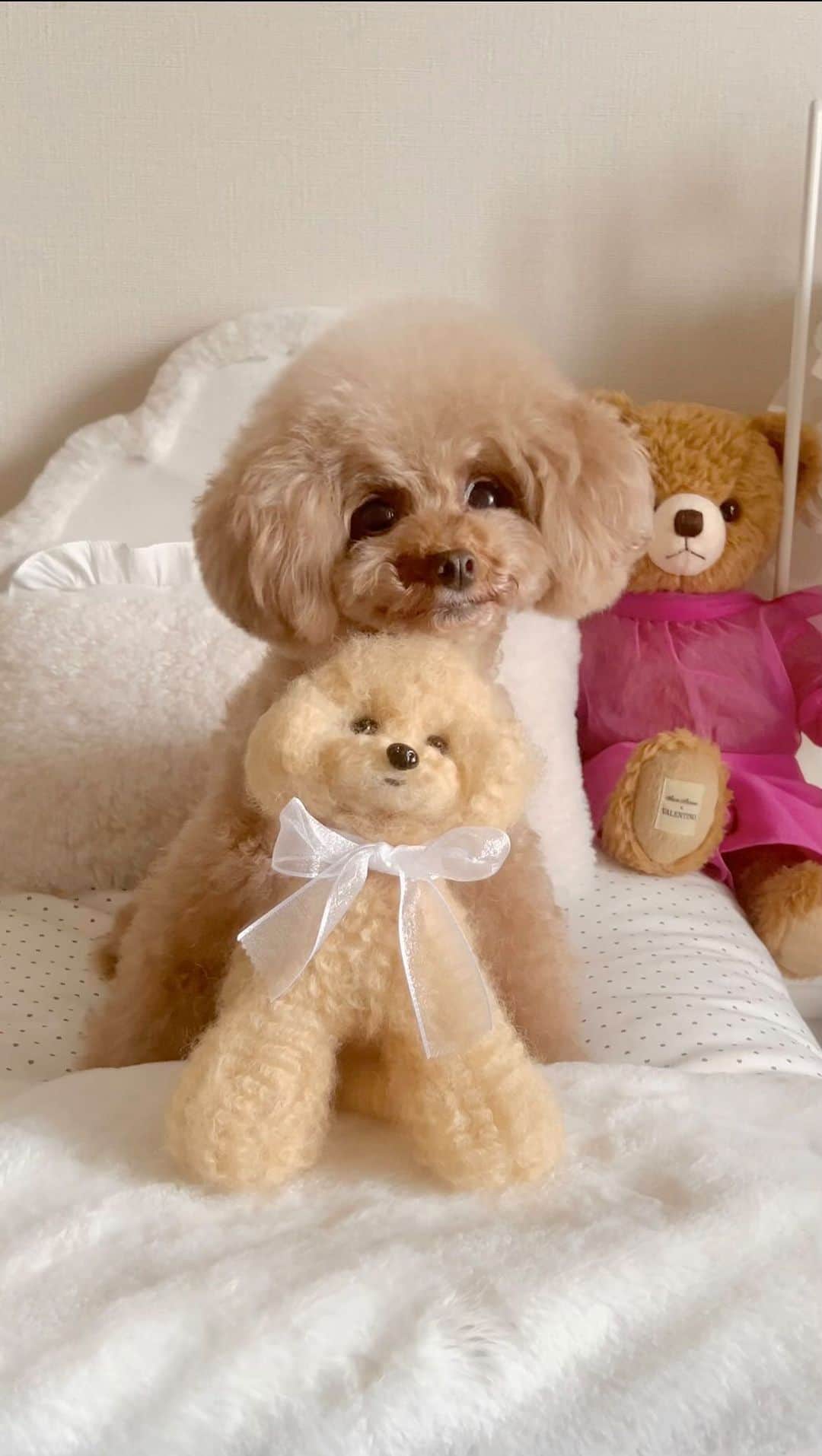 ショコラ❤︎あずき❤︎パンナのインスタグラム：「Spa Part.5🫧  最後の🧸は私が作りました〜😅（羊毛で。）似てるかな？  本日のTVを観てくれて、ご丁寧にご連絡いただいた方 ありがとうございました💕🙇‍♀️🙇‍♀️ また思い出がひとつ増えました✨  #asmr #トイプードル #プードル #犬のいる暮らし #toypoodle #poodle #dog #instadog #cutedog #あずしょこぱん #パンナ #dogstagram」