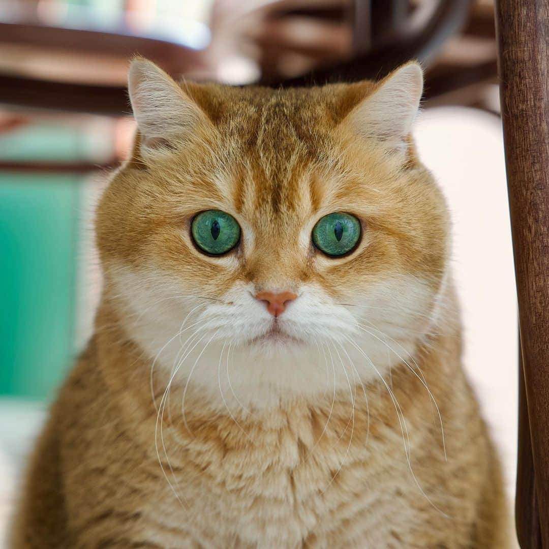 Hosicoさんのインスタグラム写真 - (HosicoInstagram)「Emerald eyes 💚」5月11日 21時02分 - hosico_cat