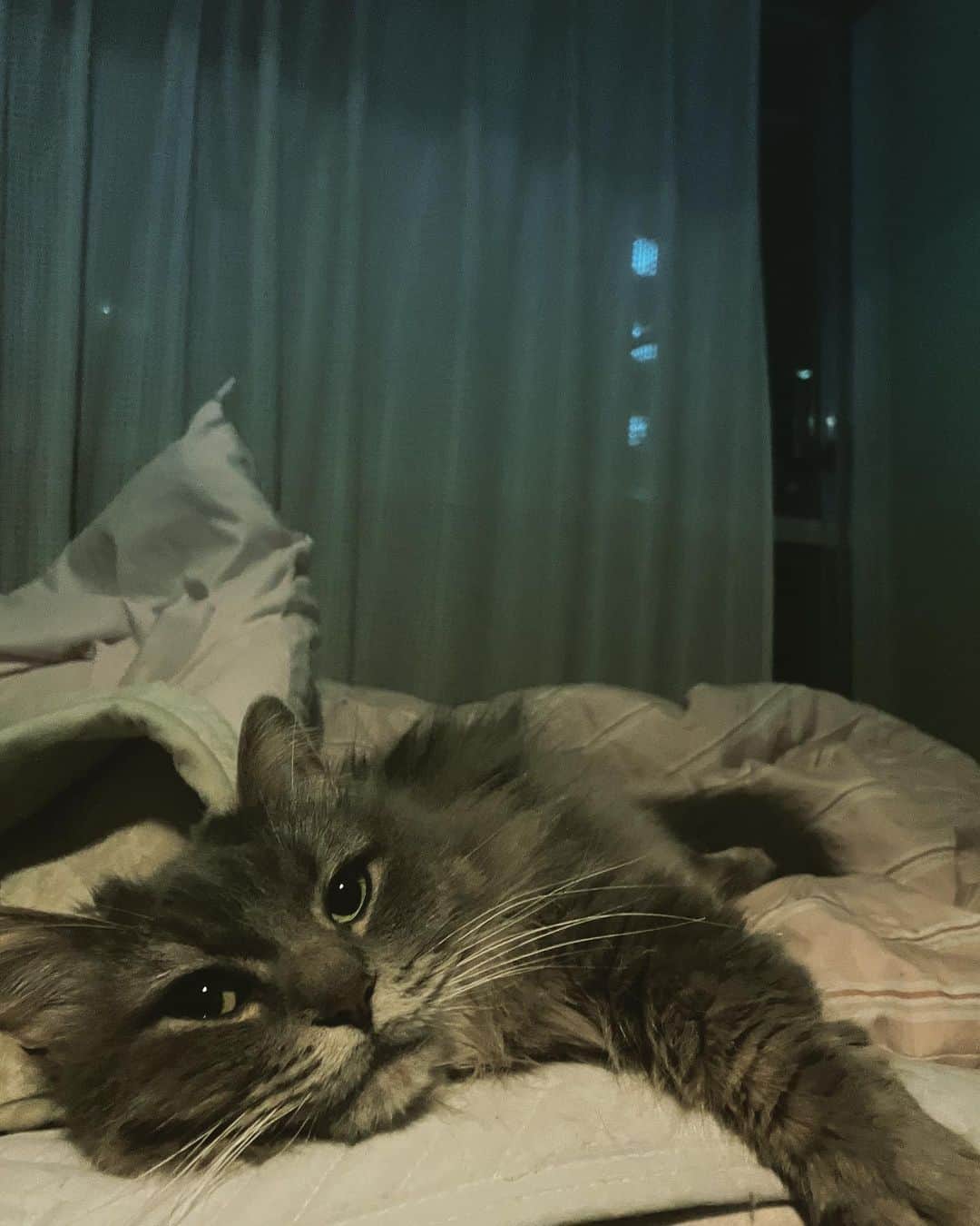 宮崎秋人のインスタグラム：「お猫さんたちベッドぐしゃぐしゃにするんよな。」