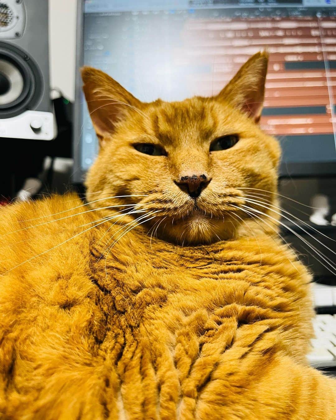 Shinnosukeさんのインスタグラム写真 - (ShinnosukeInstagram)「#邪魔 #cat #猫」5月11日 21時36分 - shinscapade