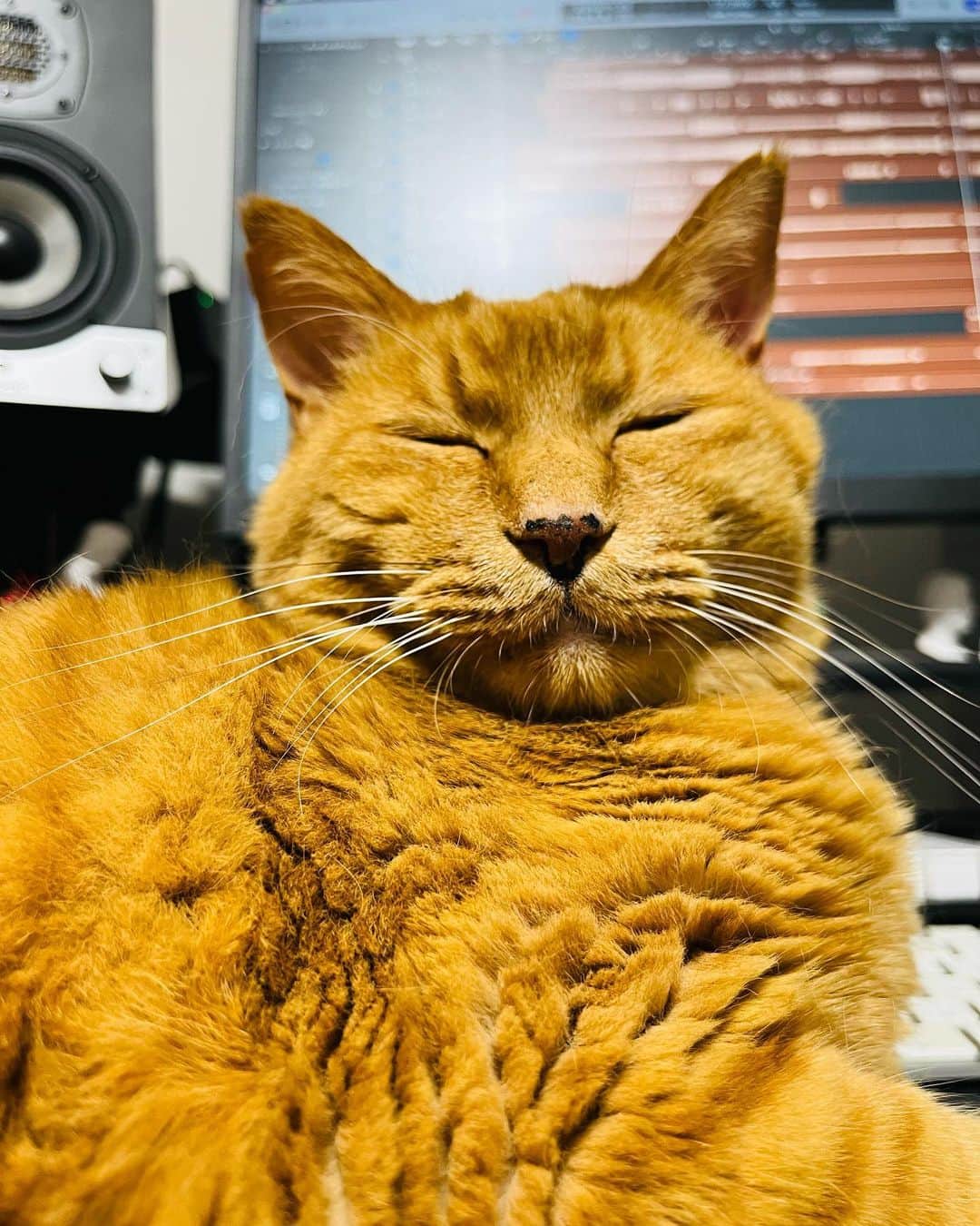 Shinnosukeのインスタグラム：「#邪魔 #cat #猫」