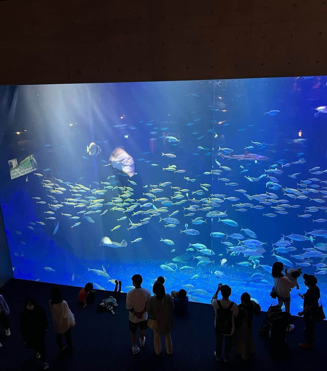 島川未有さんのインスタグラム写真 - (島川未有Instagram)「GW、四国水族館🐠行ってきました✨ 水族館大好きで、よく海外一人旅していた時、ヨーロッパの海辺の街のこぢんまりとした水族館にふらっと入ったりしていました。ローカルな水族館、好きなんです🥹  #四国水族館#香川#香川旅行#香川観光#宇多津」5月11日 21時37分 - miyu_shimakawa